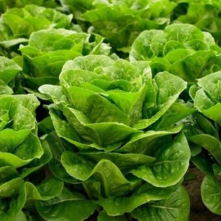 Салат Каббура 1000 (семян)