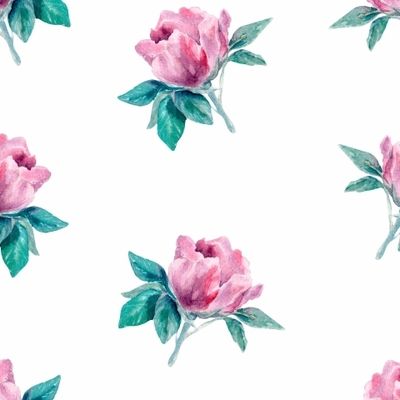 Цветок шиповника на белом фоне