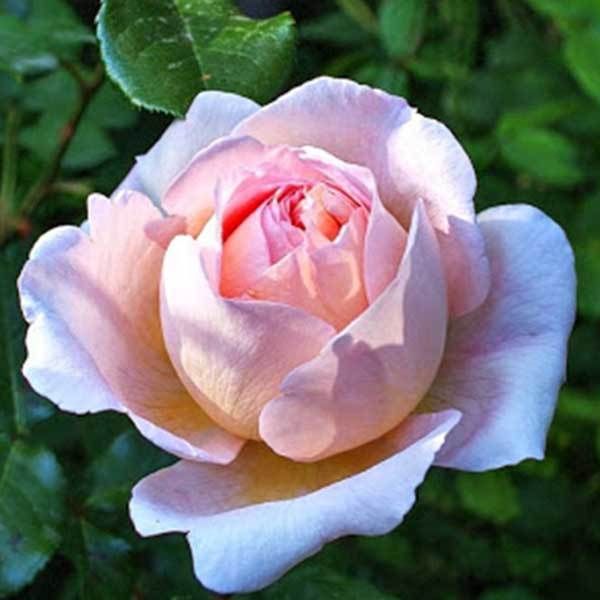 Роза чайно-гибридная Prince Jardinier
