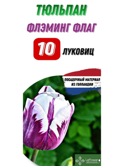 Тюльпан Луковица, Флеминг Флаг, 10шт