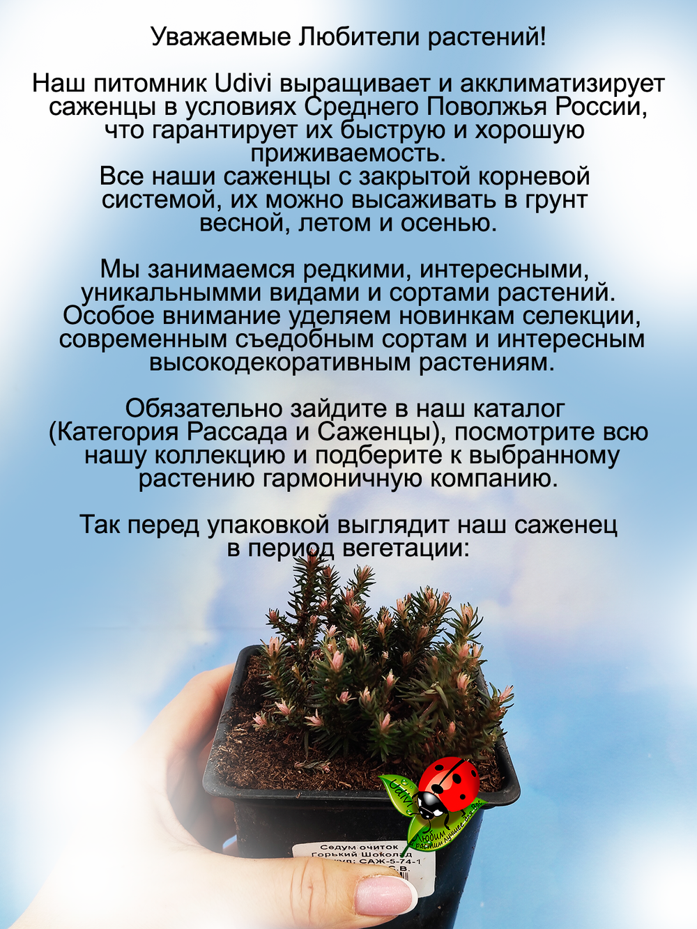 Седум Горький Шоколад очиток многолетний