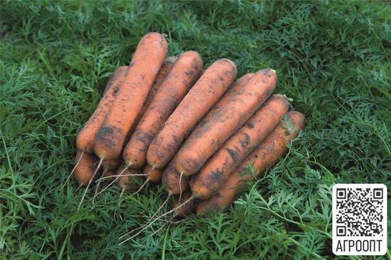 НОМИНАТОР F1 семена моркови (Bejo | Alexagro) – фото 3