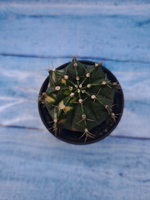 Gymnocalycium Variegata (Гимнокалициум Вариегатный)