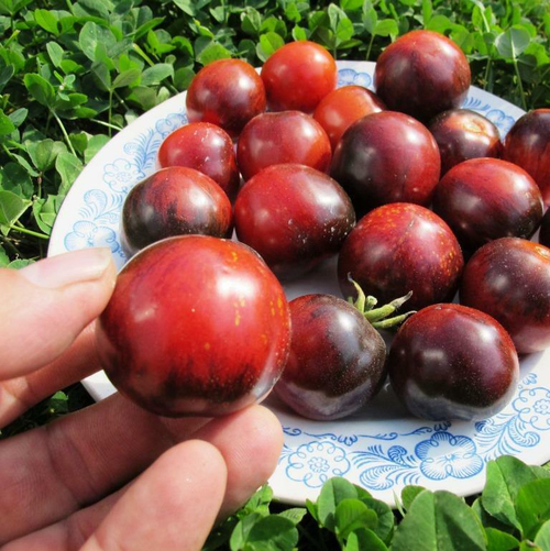 Помидоры Purple Dragon - Фиолетовый Дракон