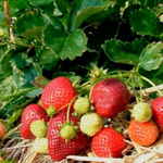 Клубника 🍓 "Априка"