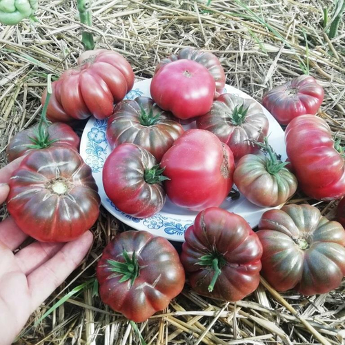 Помидоры Purple Calabash - Папл Калабаш