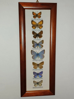 Коллекция кавказских голубянок