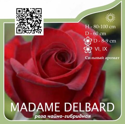 Роза чайно-гибридная "Madame Delbard"