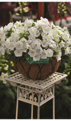 Петуния PICOBELLA WHITE (Драже)