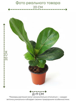 Фикус Barbie Banyan д. 11