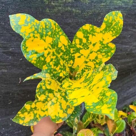 Кротон YELLOW SPOT