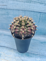 Gymnocalycium T-Rex Pink hybrid (Гимнокалициум T-rex)