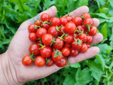 Вишнёвый водопад сорт томата