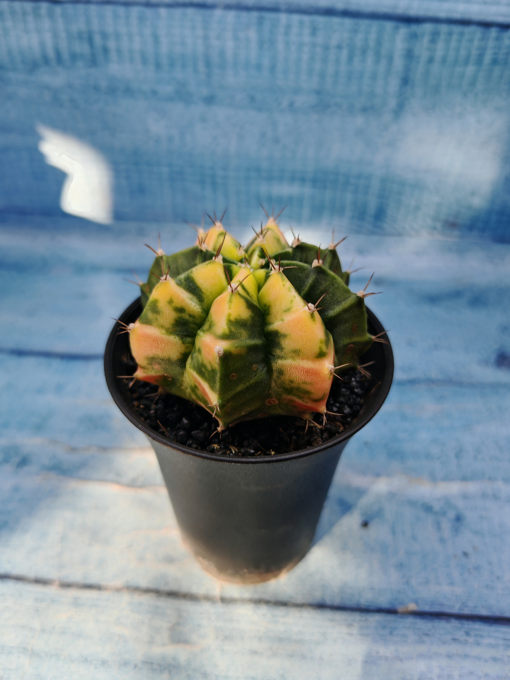 Gymnocalycium Variegata (Гимнокалициум Вариегатный)
