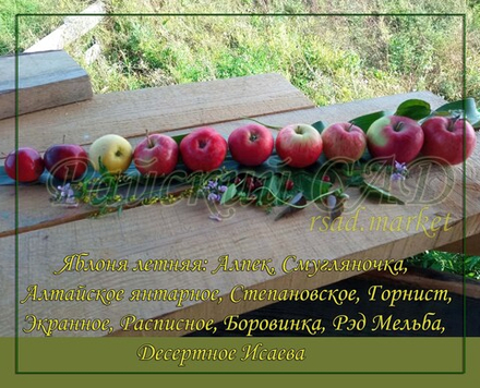 Яблоня Боровинка