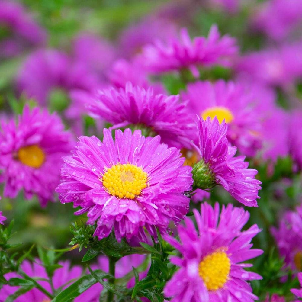 Астра кустарниковая &quot;Jenny&quot;. Aster dumosus &quot;Jenny&quot;.