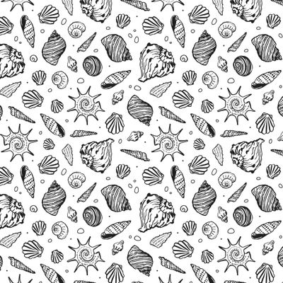 Ракушки на белом фоне