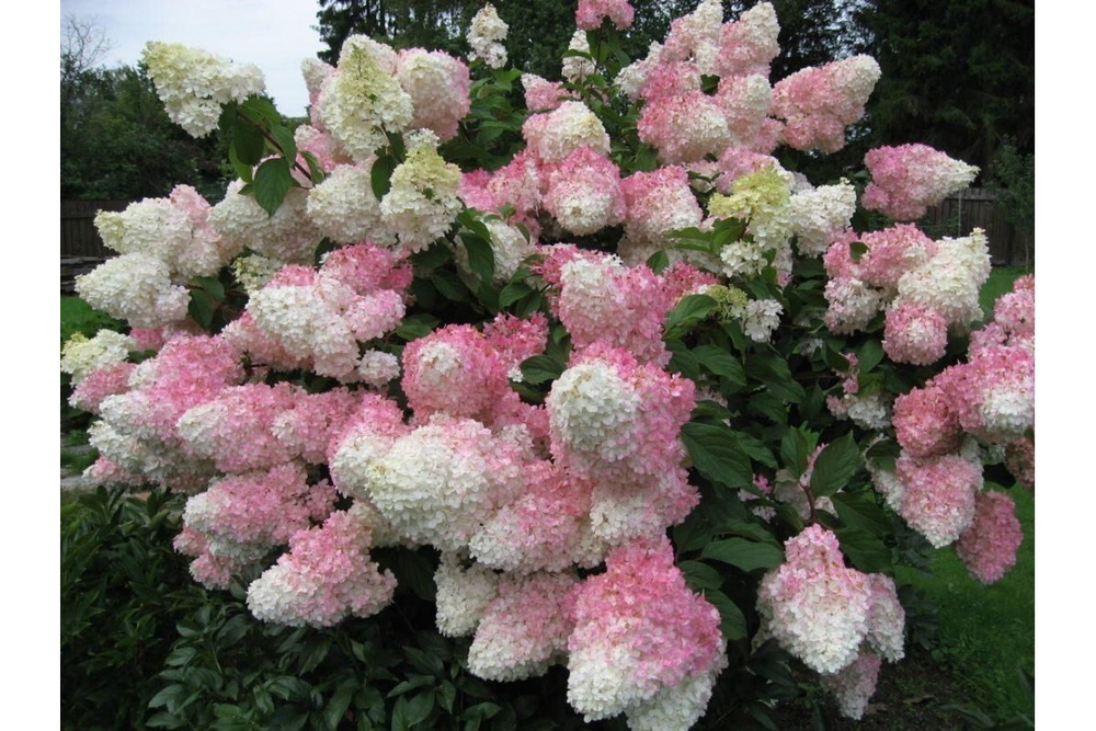 Гортензия метельчатая Vanille Fraise (Ванилла Фрейз)