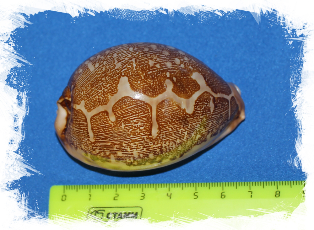 Ципрея Маппа, 7-9см, 1шт, коллекционная