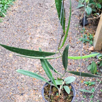 Хойя SULAWESIANA