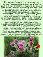 Подснежник Прострел Розея первоцвет сон трава