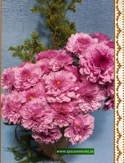 шаровая хризантема фото