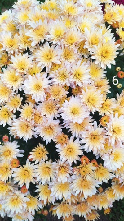 Хр6 Хризантема мультифлора