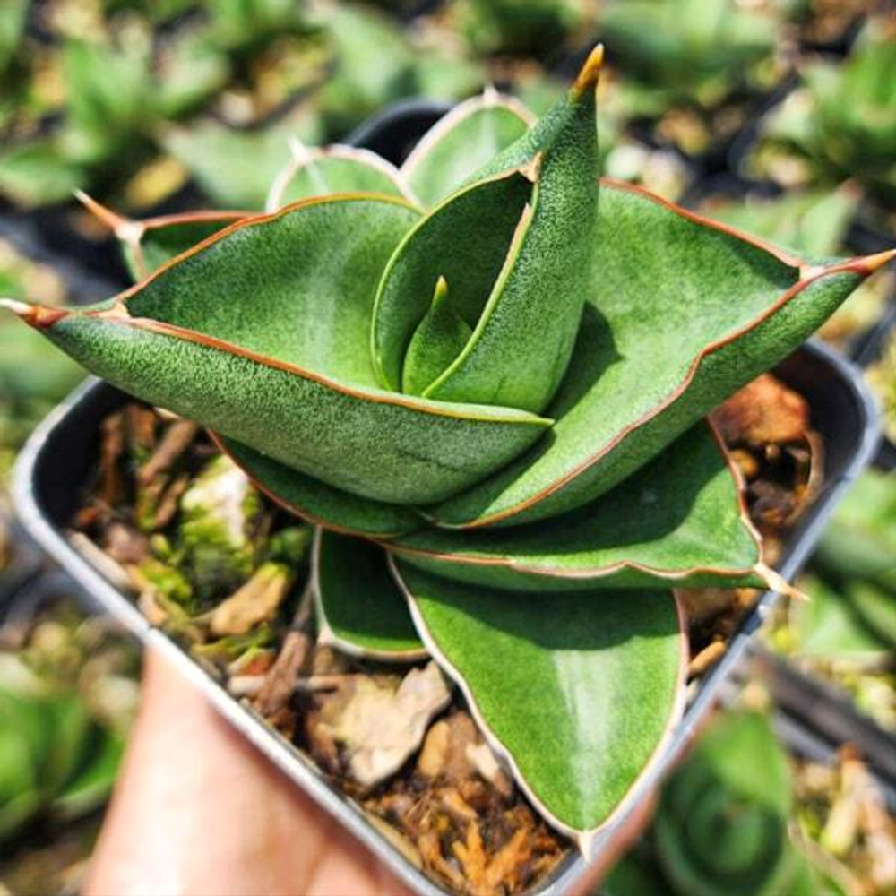 Сансевиерия OPERA HOUSE