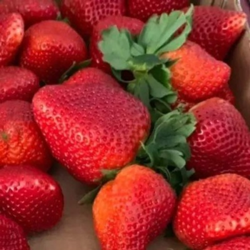 Монтерей. Клубника ремонтантная