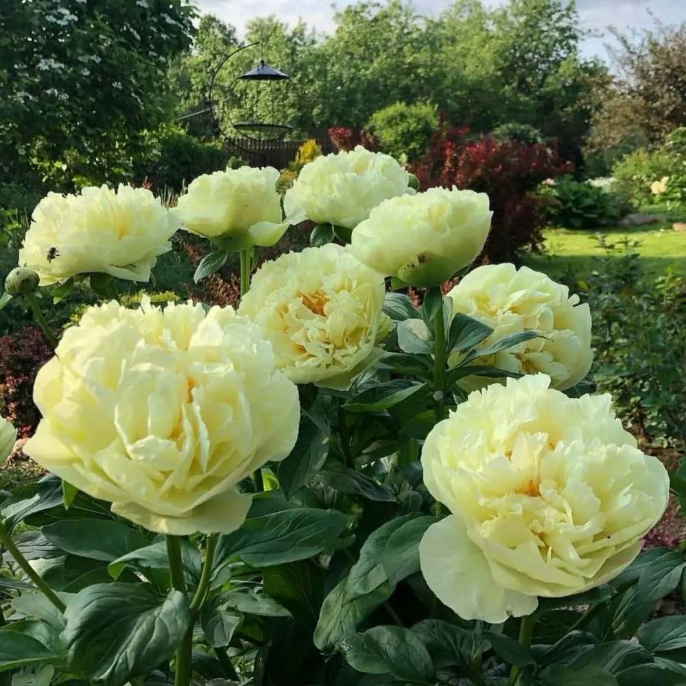 Пион Lemon Chiffon (корень 3/5 почек)