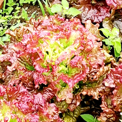 Салат Жар Птица