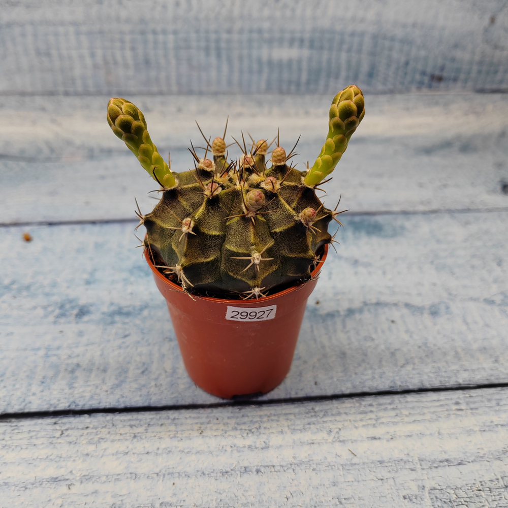 Gymnocalycium Friedrichii (Гимнокалициум)