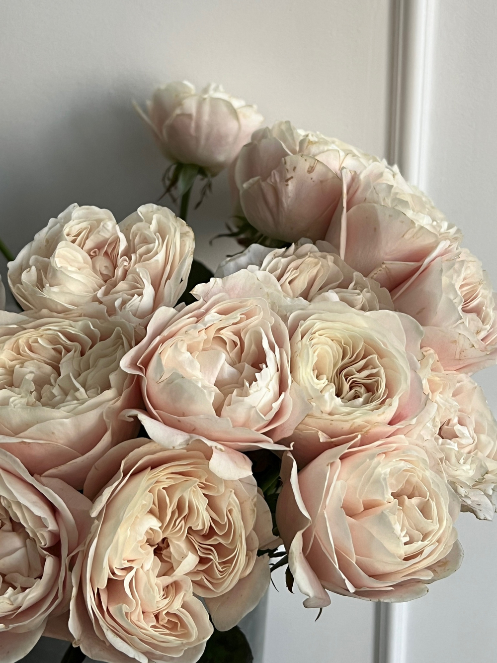 Роза нежная одноголовая