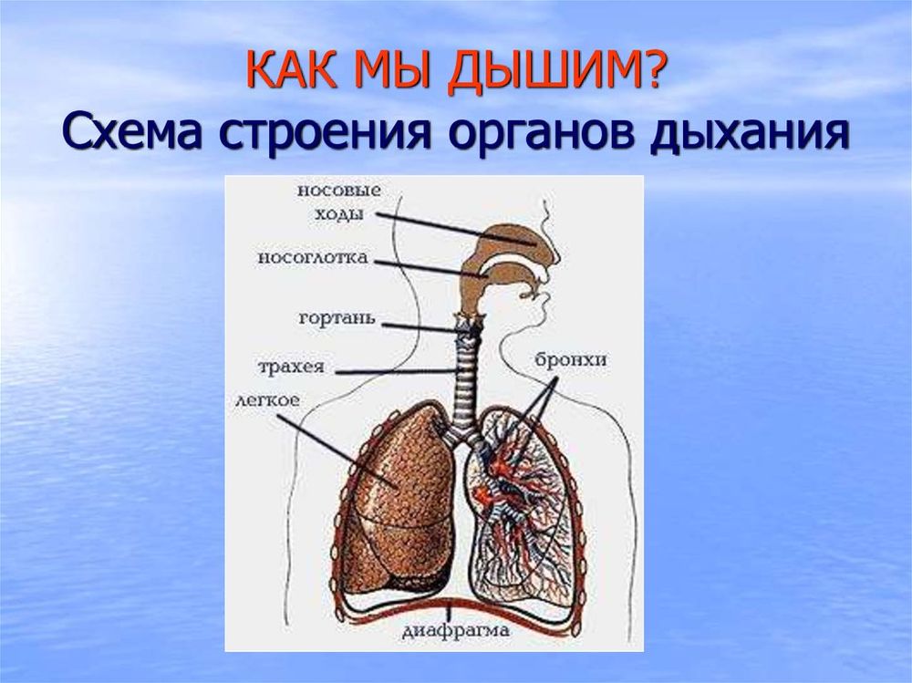 Модель Система органов дыхания — купить по ФГОС | Учебный стандарт