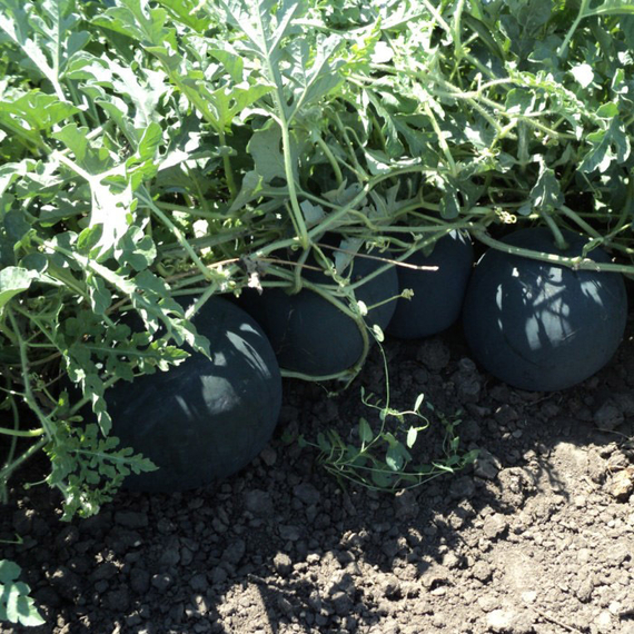 Уэльва F1 семена арбуза (Rijk Zwaan / Райк Цваан) в поле – фото 4