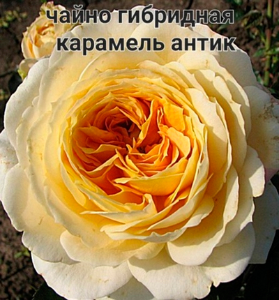 КАРАМЕЛЬ АНТИК ЧАЙНО ГИБРИДНАЯ