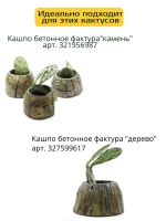 Кактус живой эхинопсис малый 3-5 см.