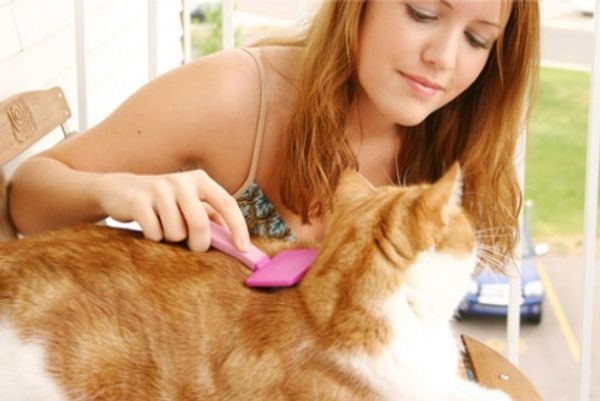 Расчёсывание кошек Расчёсывание кошек