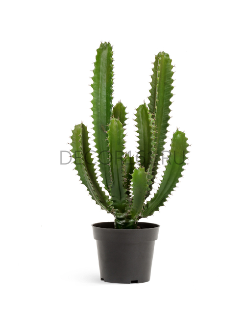 хххКактус Цереус Стайл Литл в-65 см в горшке 1/1 10.0618233