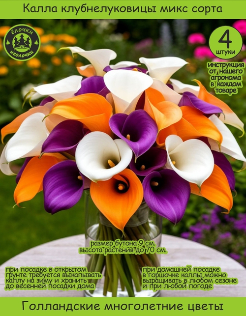 Калла клубнелуковица, Микс сортов, 4шт.