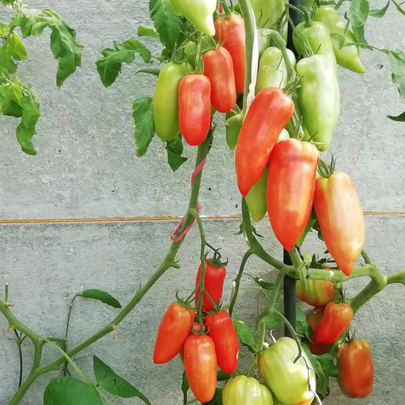 Корнабель F1 семена томата индетерминантного (Vilmorin / ALEXAGRO) культура – фото 5