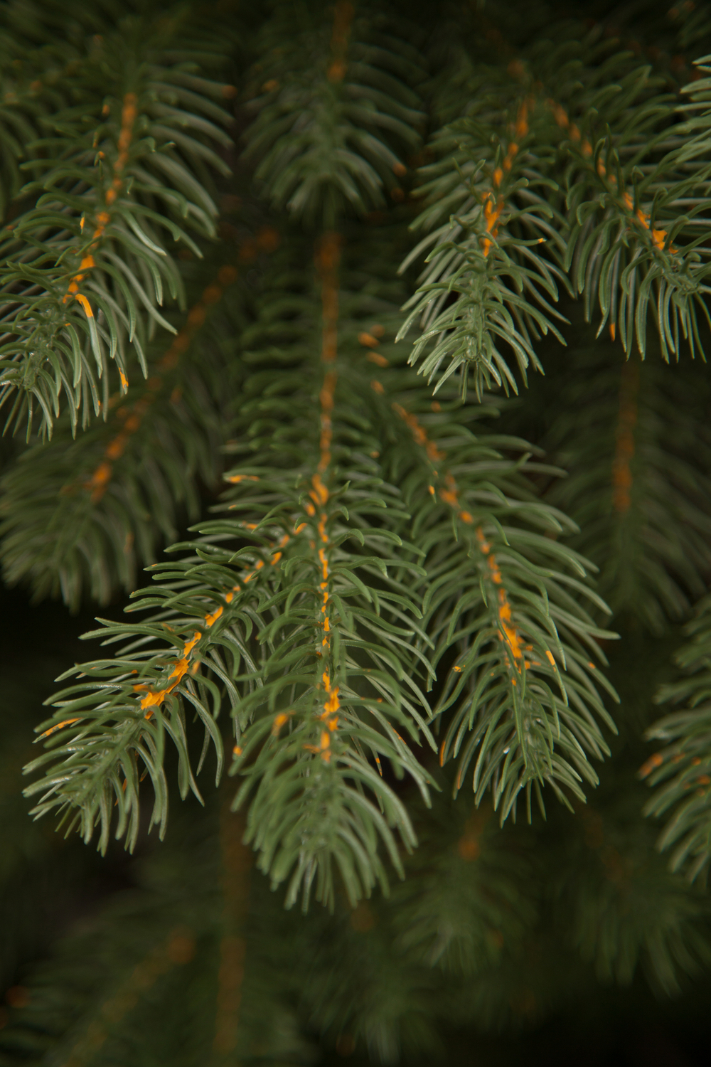 Ель Швейцарская стройная Black Box Cl 185см зеленая литая