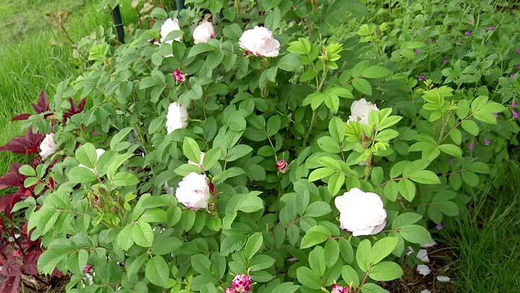 Роза канадская Луиза Багнет С4 Закупка М43 июнь 2026