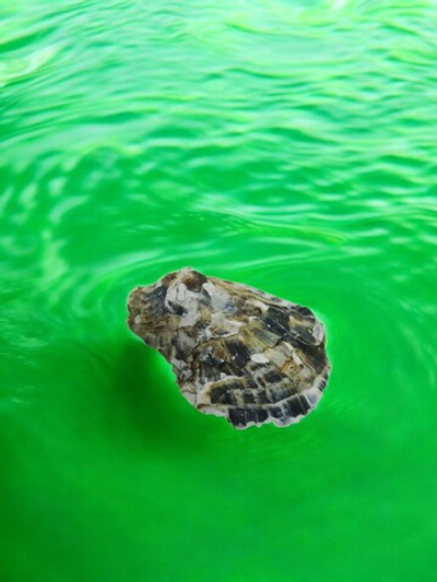 Раковина устрицы для творчества