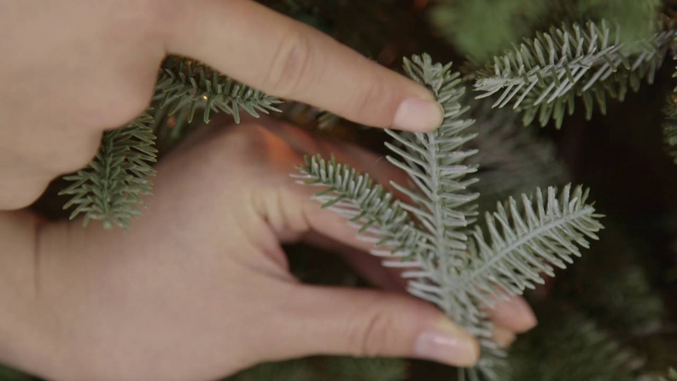 Какие бывают елки?