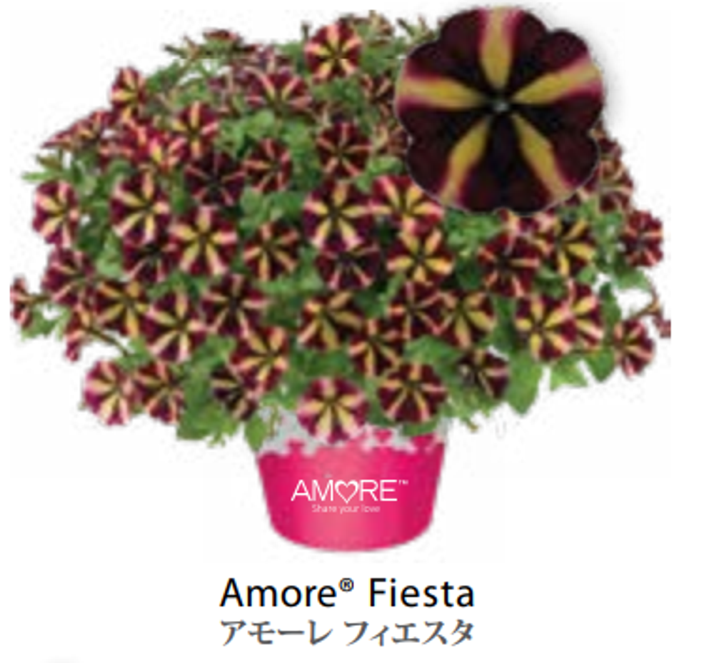 ЕВРО Petunia Amore Fiesta укорененный черенок ноябрь