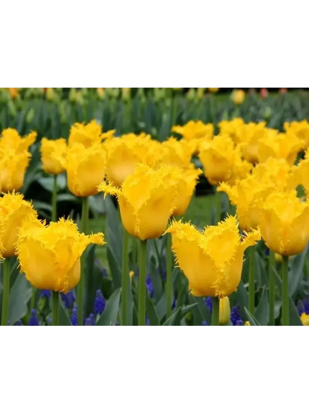 Тюльпаны бахромчатые ,луковицы Yellow Valery желтые (5 шт)