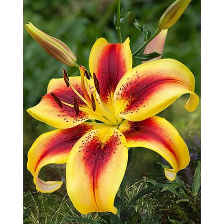 Лилия Вива Ла Вида (5 шт) Волжский Сад