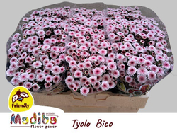 Madiba Bico Tyolo (NL)
