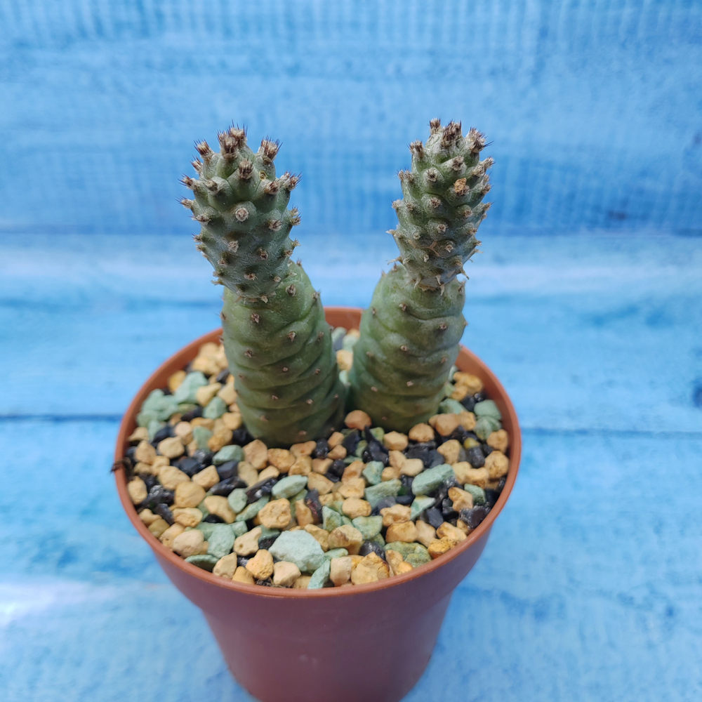Tephrocactus Articulatus Diadematus (Тефрокактус)
